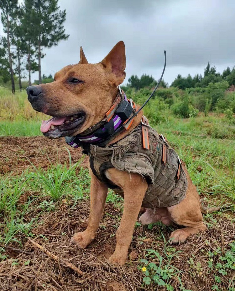 hunting dog hunting dog