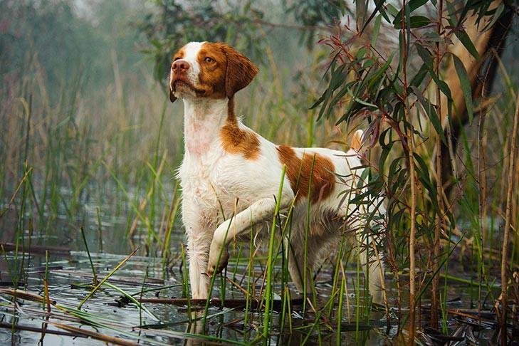 The Brittany Spaniel